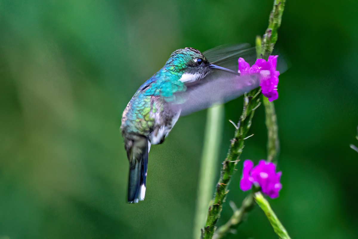 White-throated Hummingbird - Kurt Gaskill