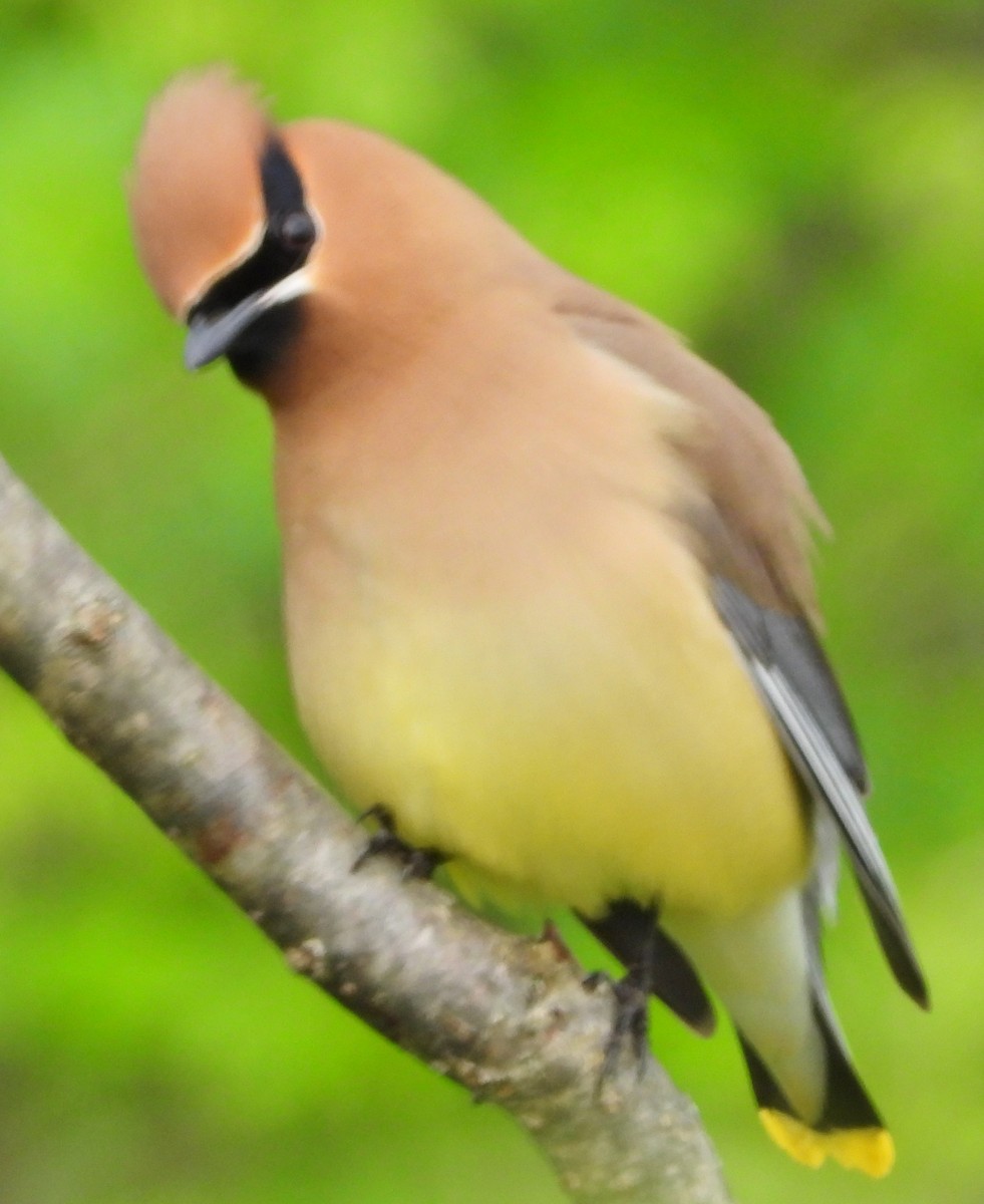 Cedar Waxwing - alan murray