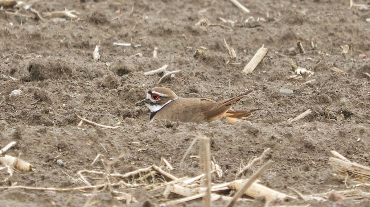 Killdeer - Charles-Émerick Marcouiller