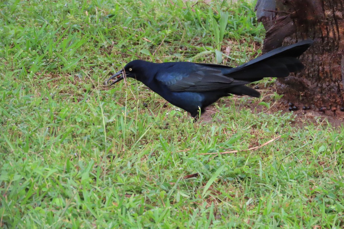 Great-tailed Grackle - David Brinkman