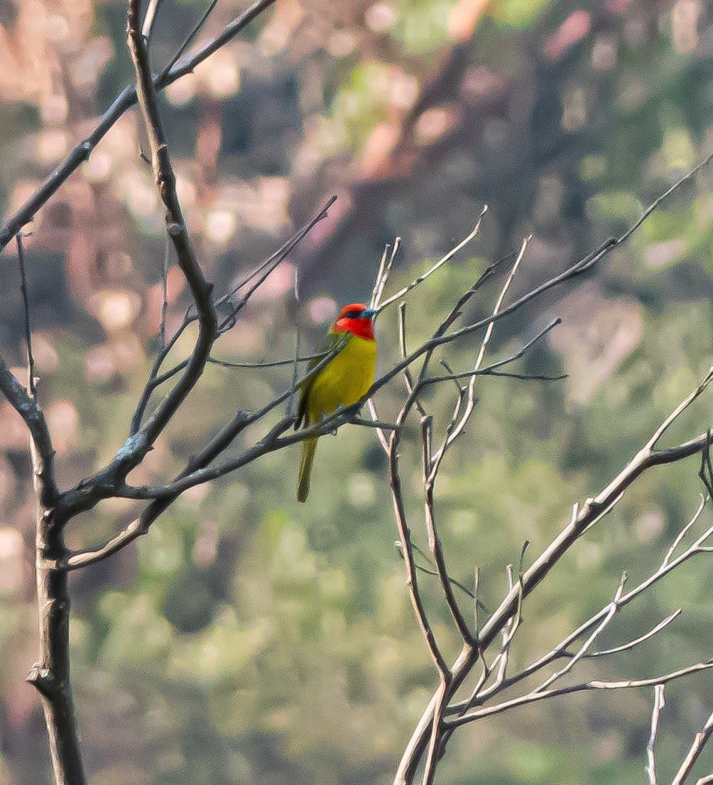 Red-headed Tanager - Margaux Guiheneuc