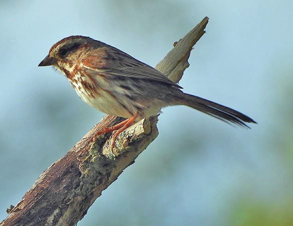 Song Sparrow - ML619410323