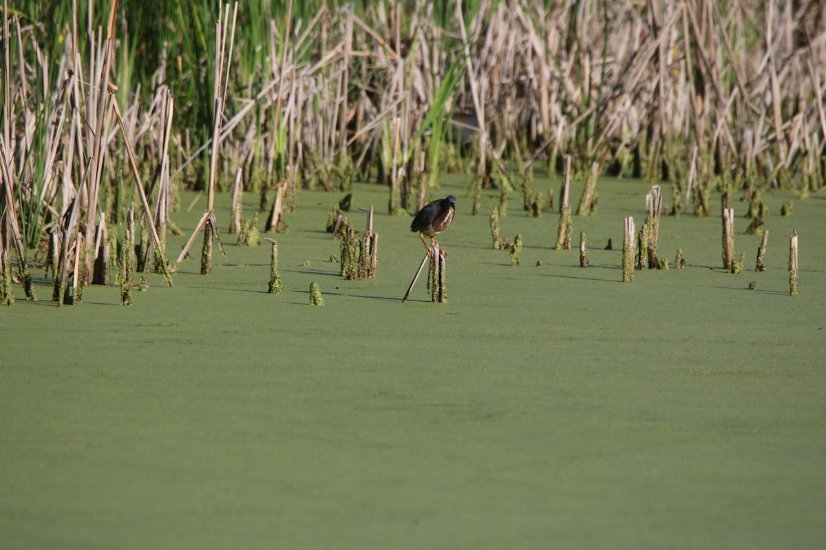 Green Heron - ML619410335