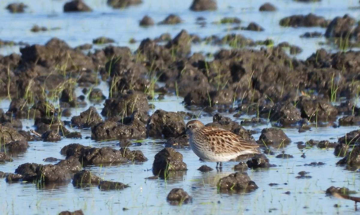 White-rumped Sandpiper - Martín  Rey Pellitero