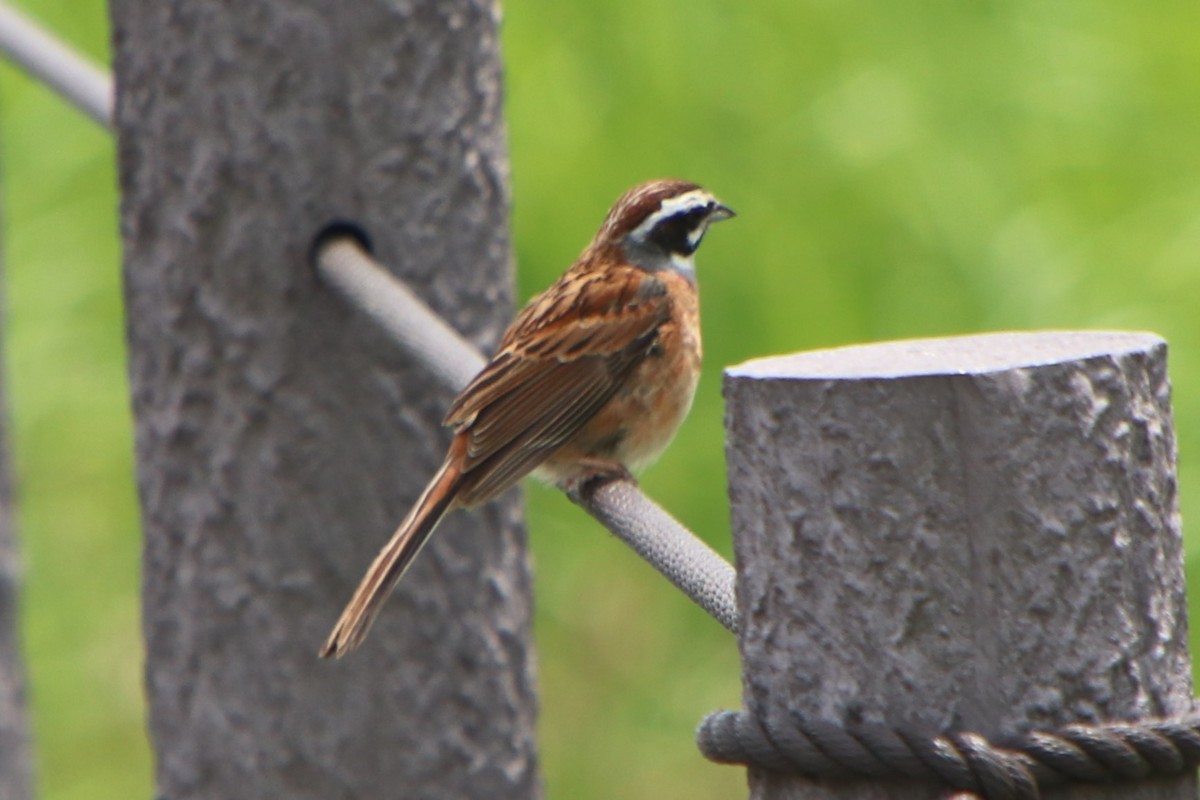 Meadow Bunting - Johnny Robertson