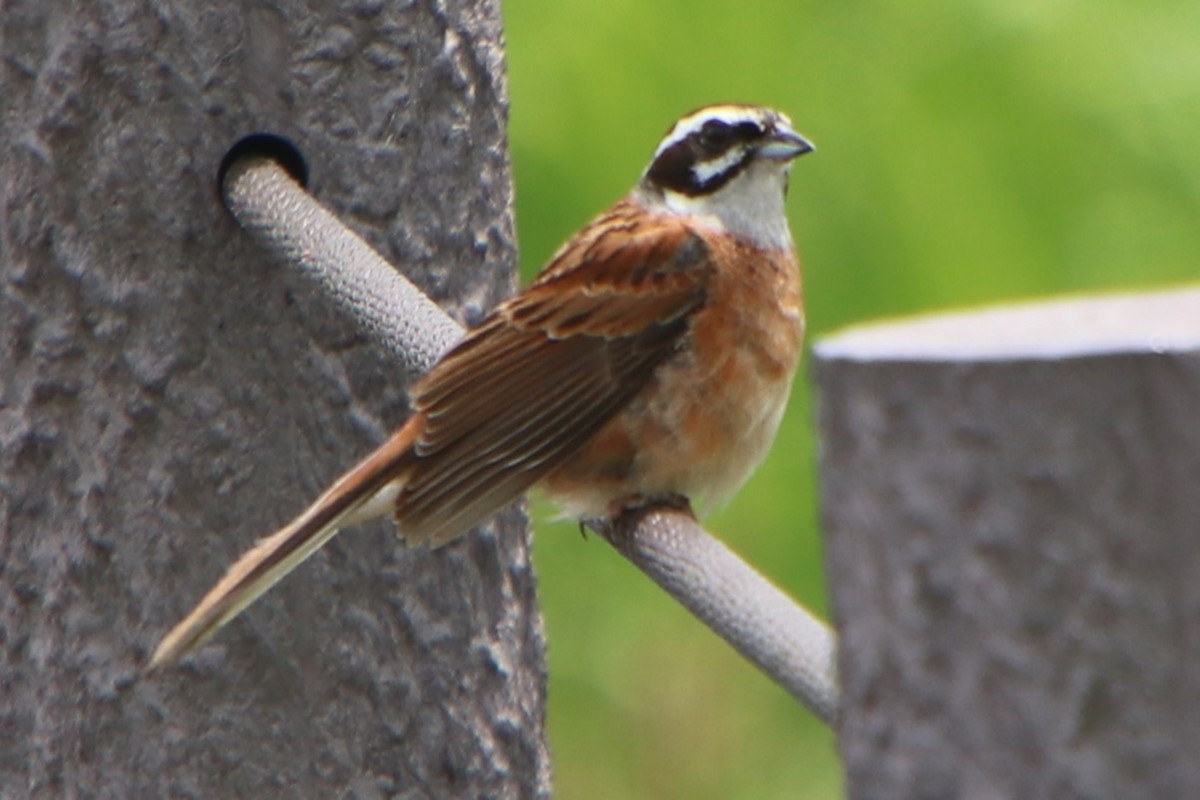 Meadow Bunting - Johnny Robertson