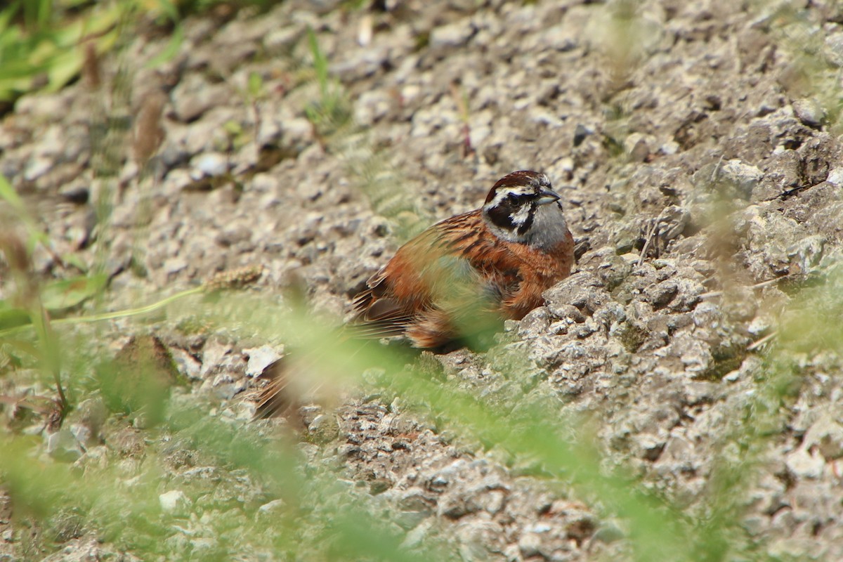 Meadow Bunting - Johnny Robertson