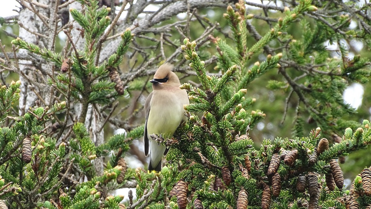 Cedar Waxwing - Amy Simmons