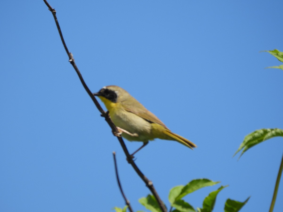 Common Yellowthroat - Chetan Deshpande