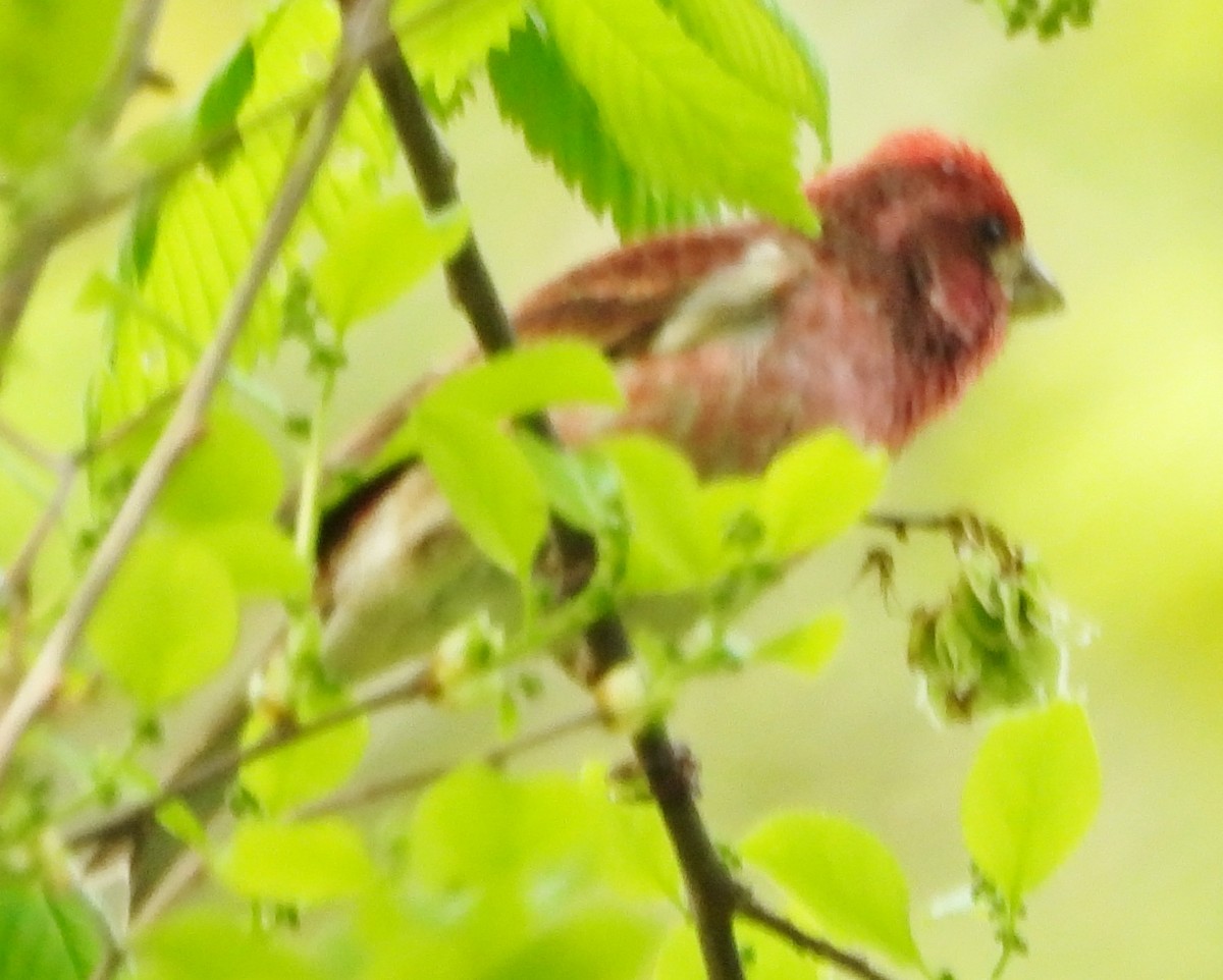 Purple Finch - alan murray