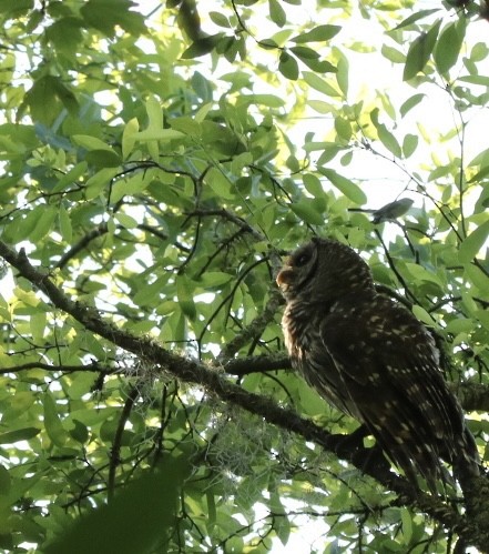 Barred Owl - nicole-marie  pettinelli