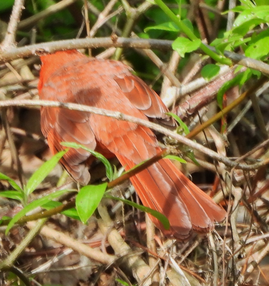 Northern Cardinal - alan murray