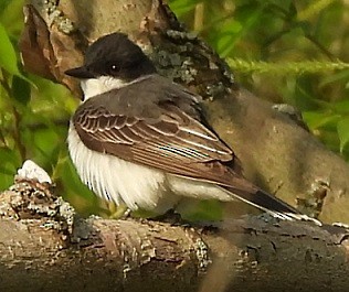 Eastern Kingbird - Renee Lubert