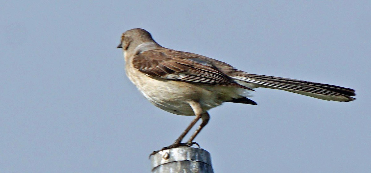 Northern Mockingbird - Curtis Makamson