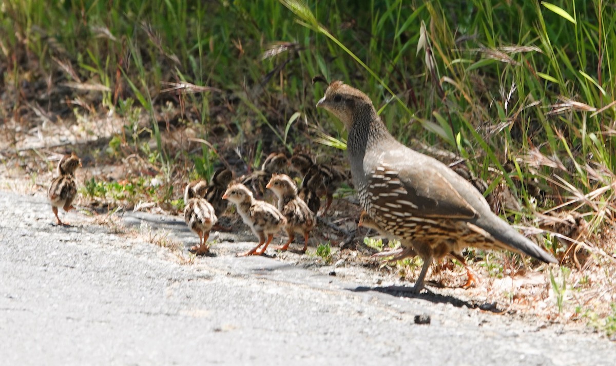 California Quail - TK Birder