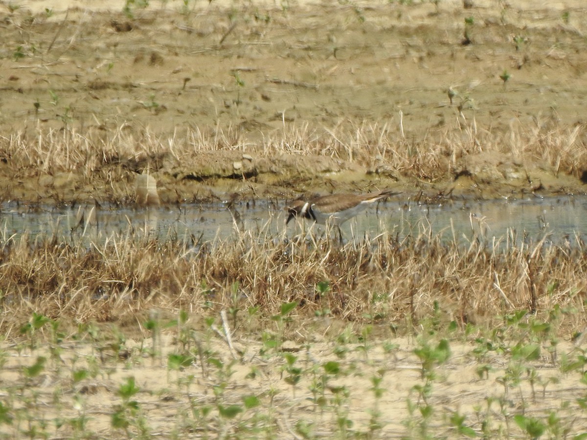 Killdeer - Ron Marek