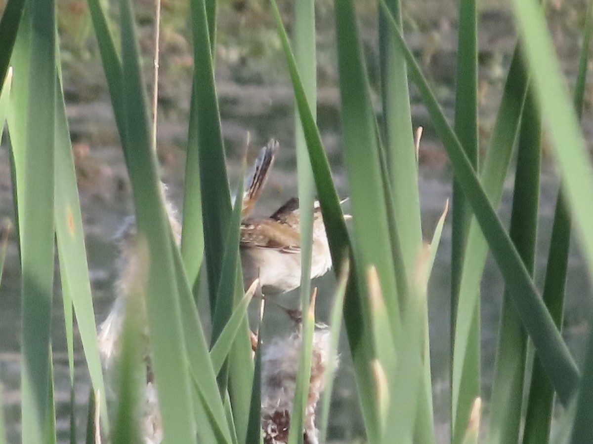 Marsh Wren - Sherry Russak