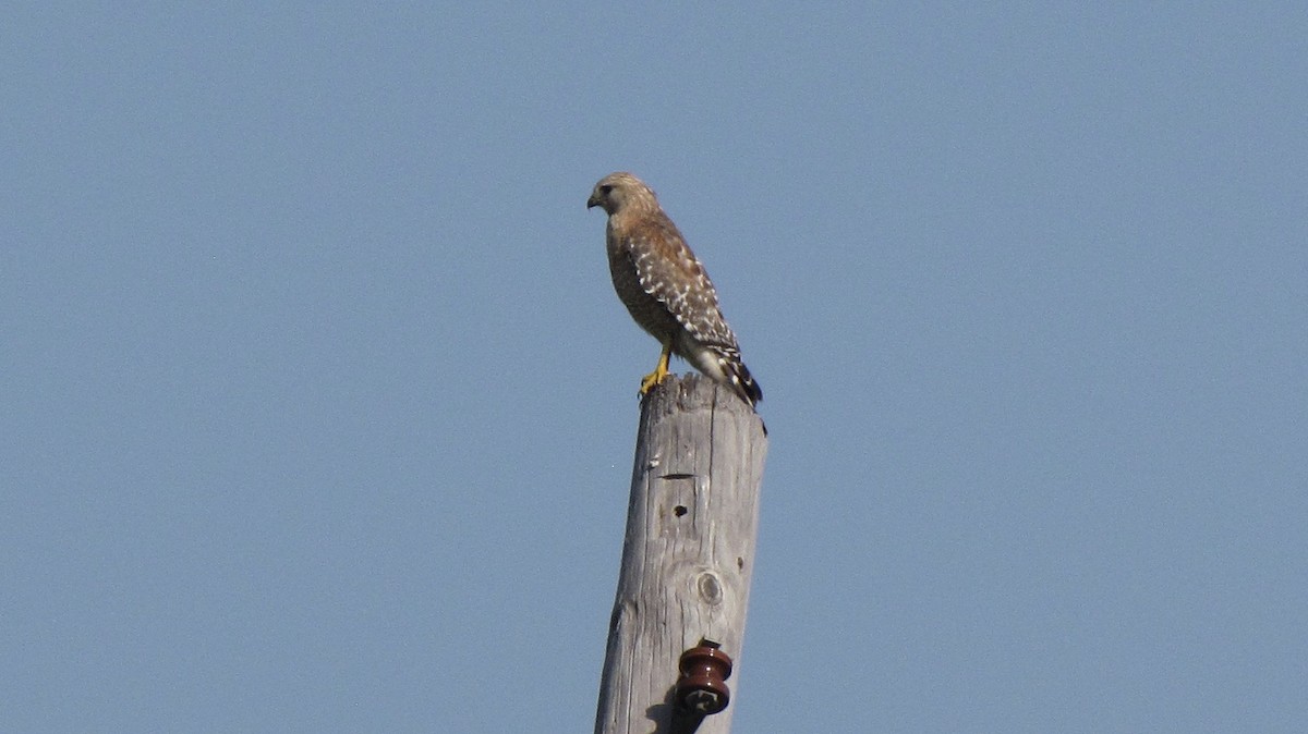 Red-shouldered Hawk - Sheila Sawyer