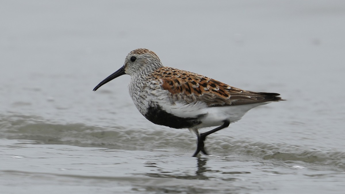 Dunlin - Sunil Thirkannad