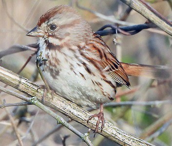 Song Sparrow - Renee Lubert