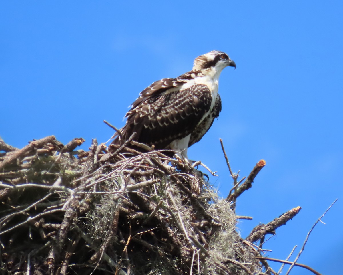 Osprey - ML619410448