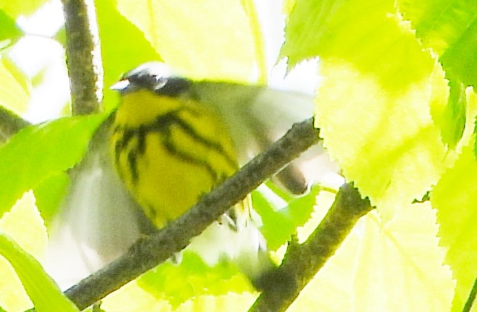 Magnolia Warbler - alan murray