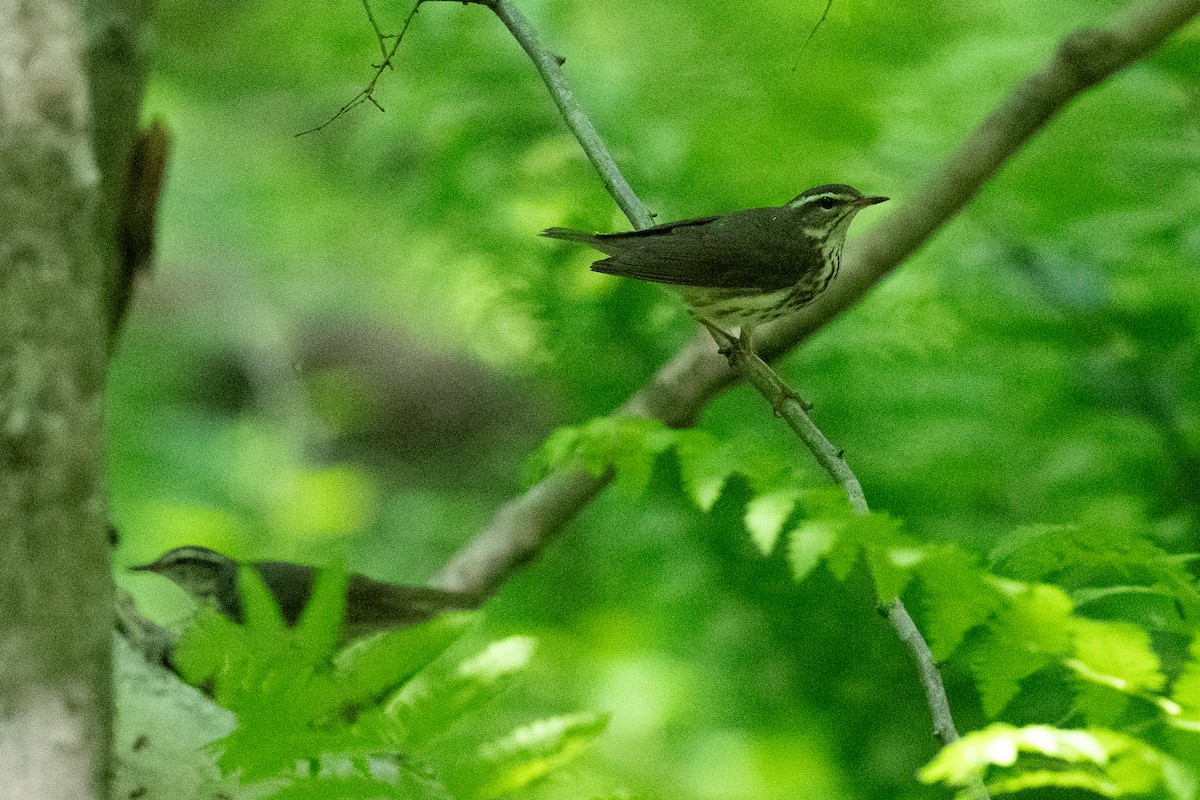 Louisiana Waterthrush - ML619410460