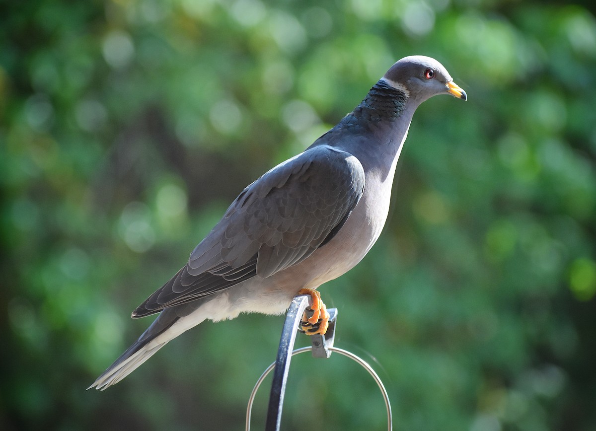 Band-tailed Pigeon - Philip Aguiar