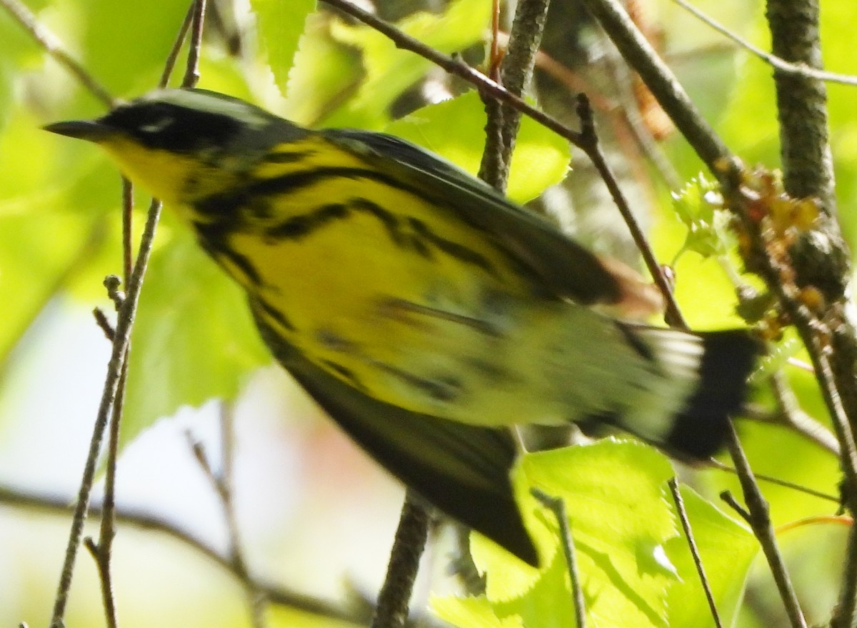 Magnolia Warbler - alan murray