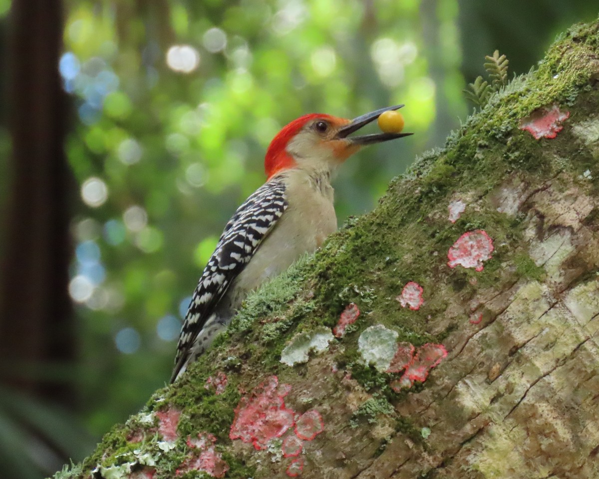 Red-bellied Woodpecker - ML619410470