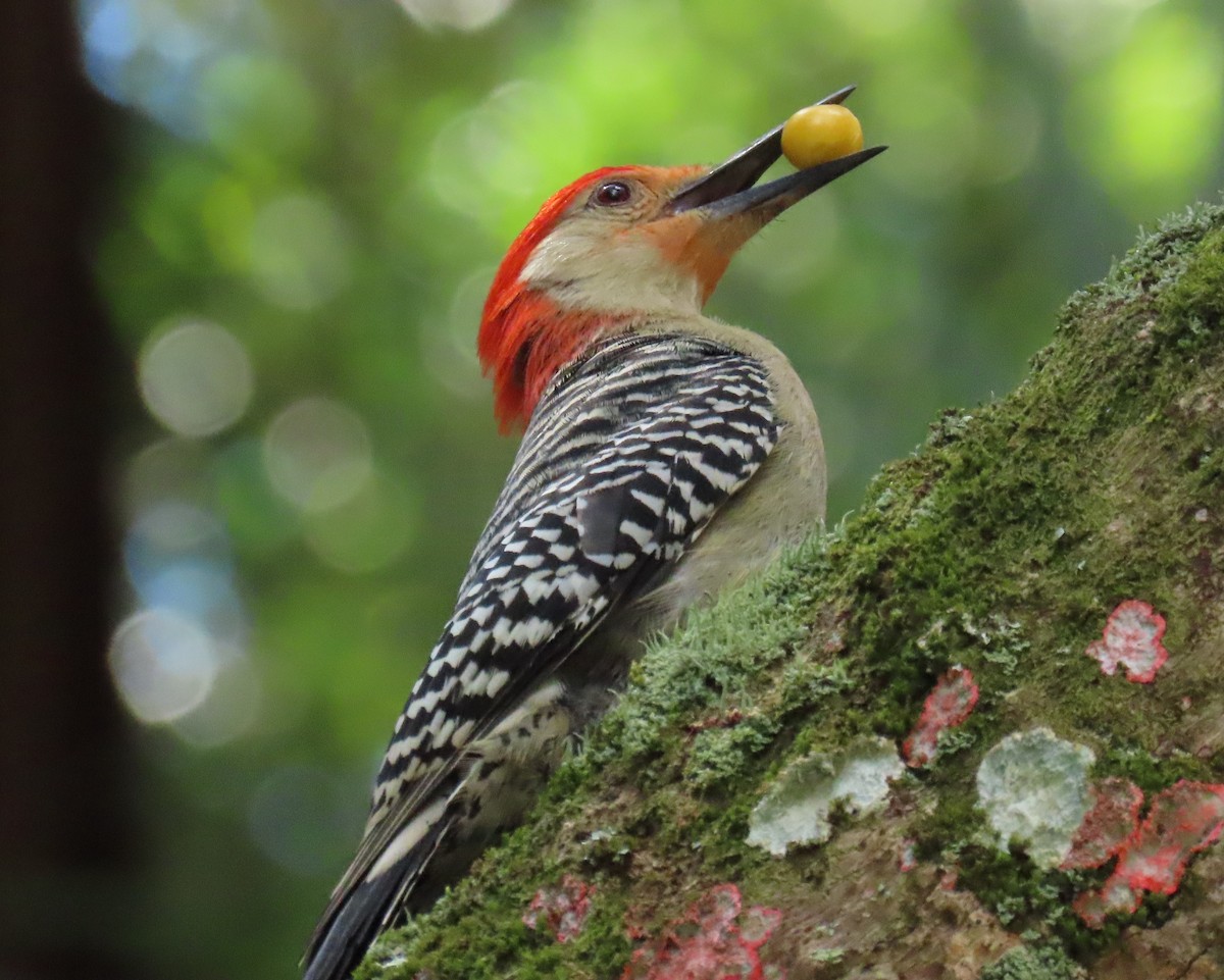 Red-bellied Woodpecker - ML619410471