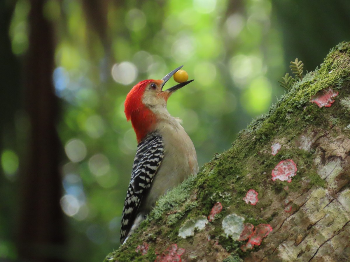 Red-bellied Woodpecker - Laurie Witkin