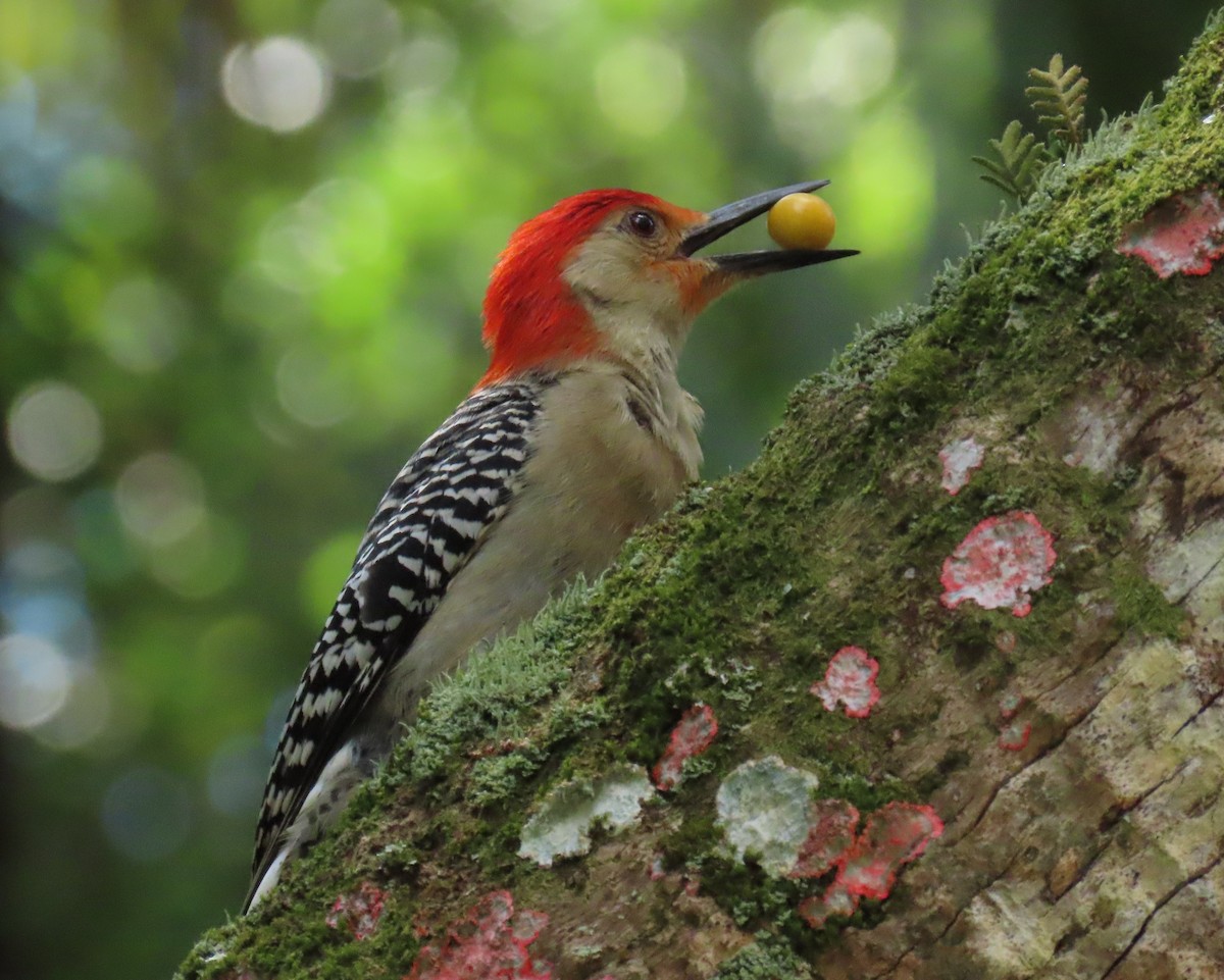 Red-bellied Woodpecker - ML619410473