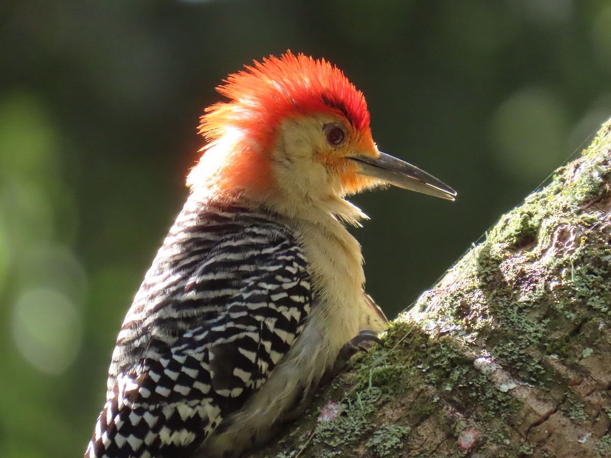 Red-bellied Woodpecker - ML619410477