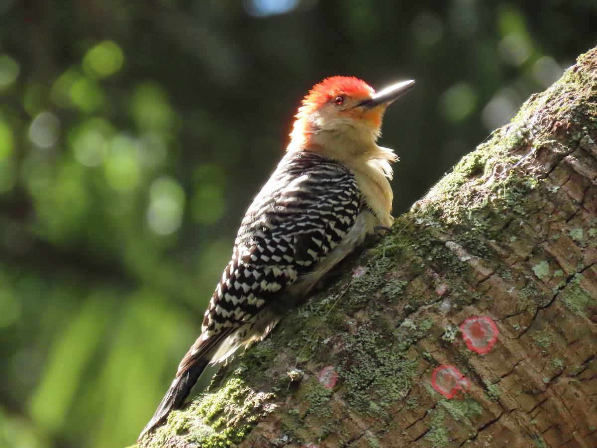 Red-bellied Woodpecker - ML619410479