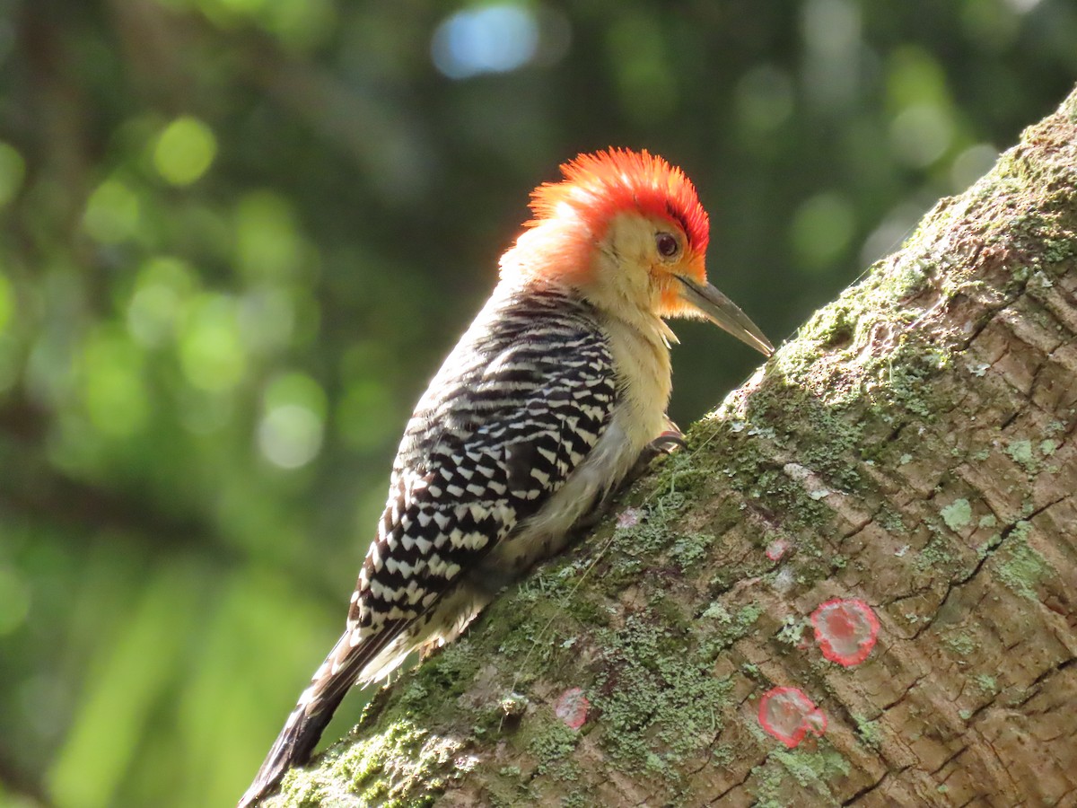 Red-bellied Woodpecker - ML619410481