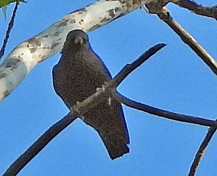 European Starling - Renee Lubert