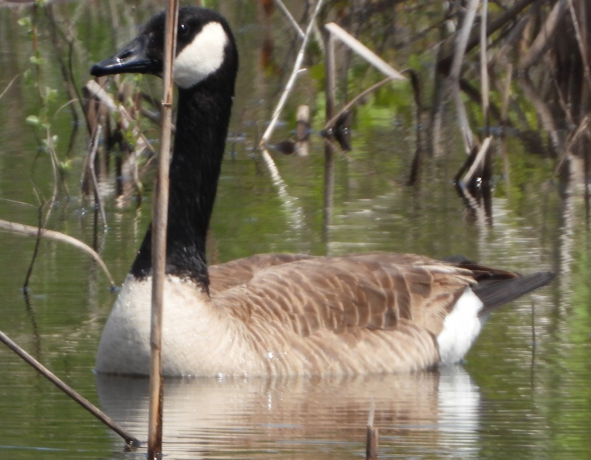Canada Goose - alan murray