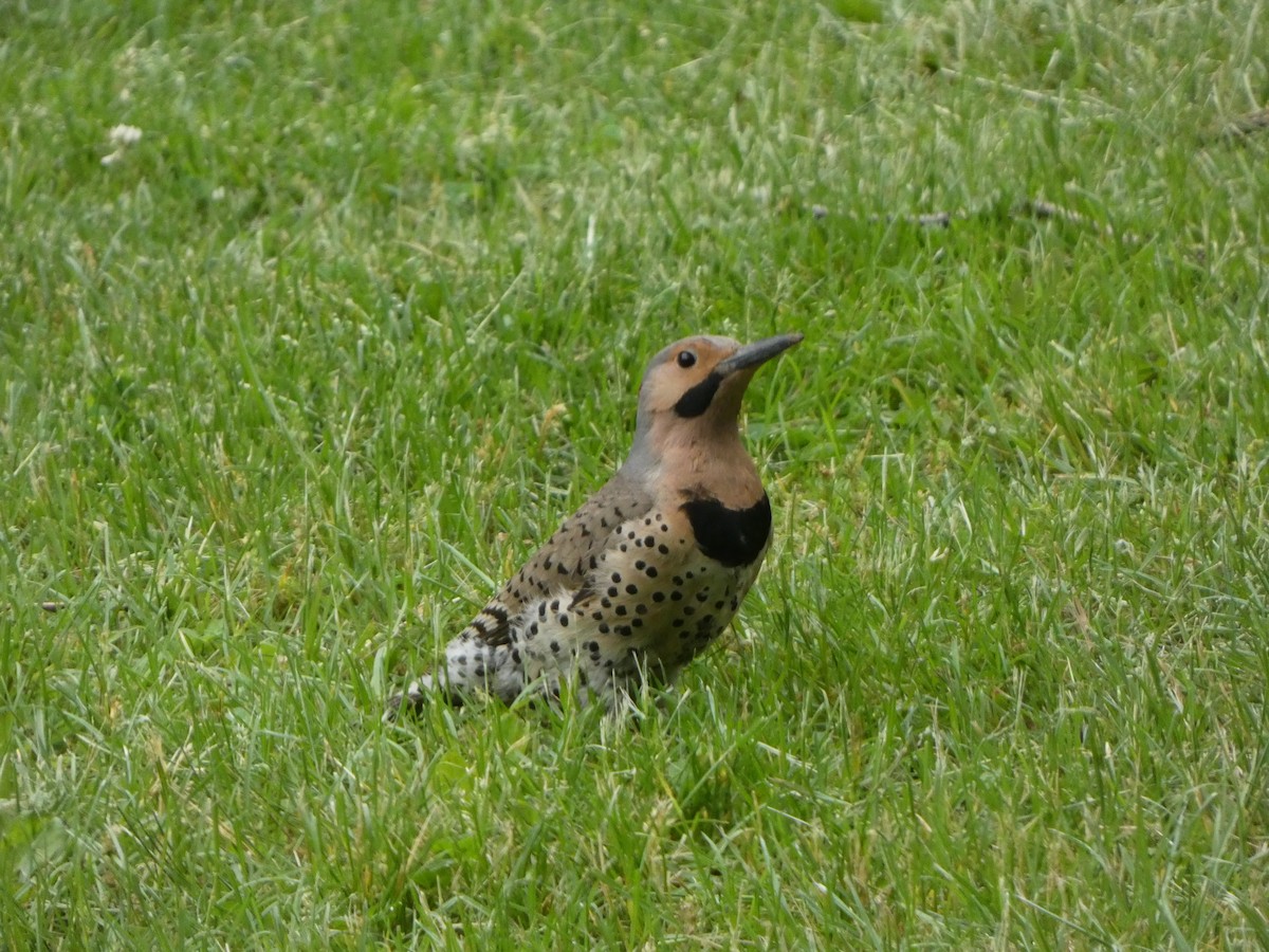 Northern Flicker - Justin Reed