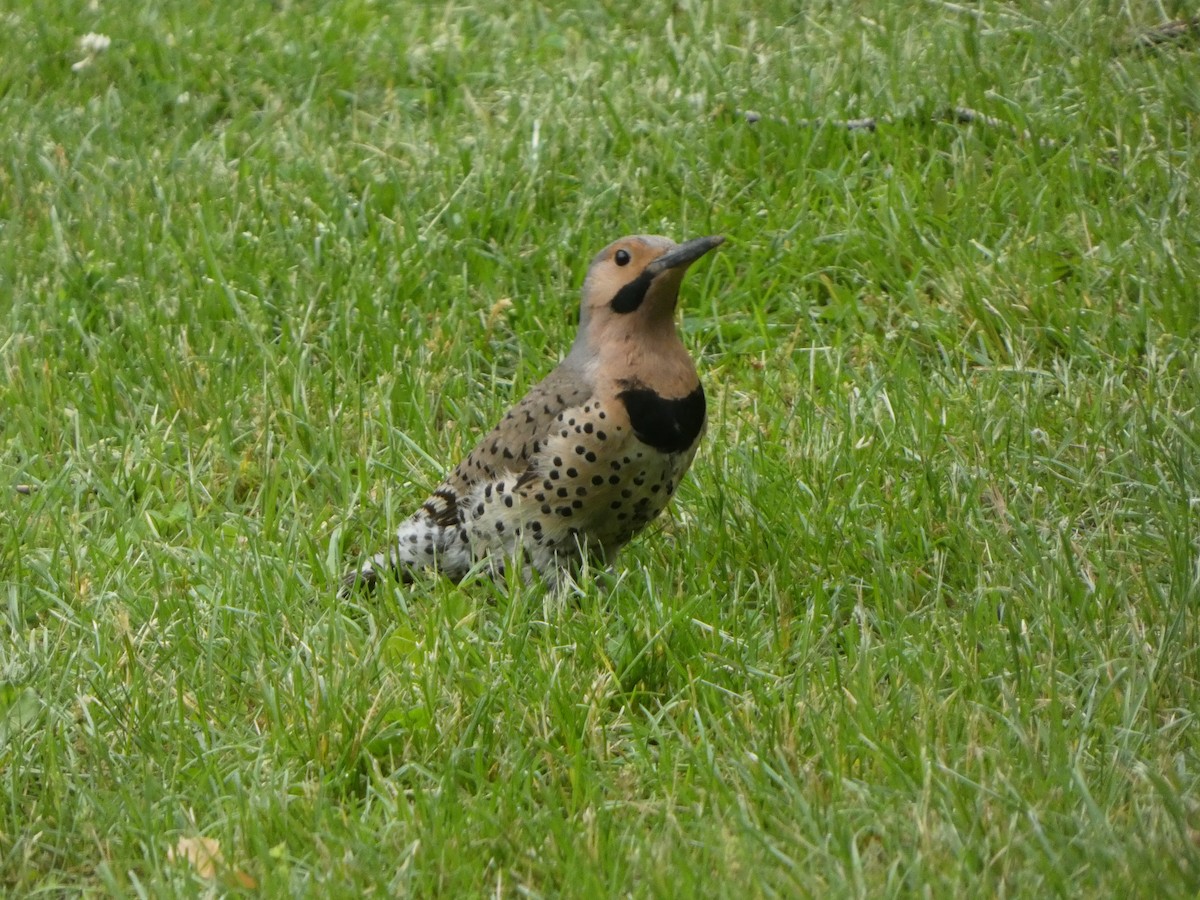 Northern Flicker - Justin Reed