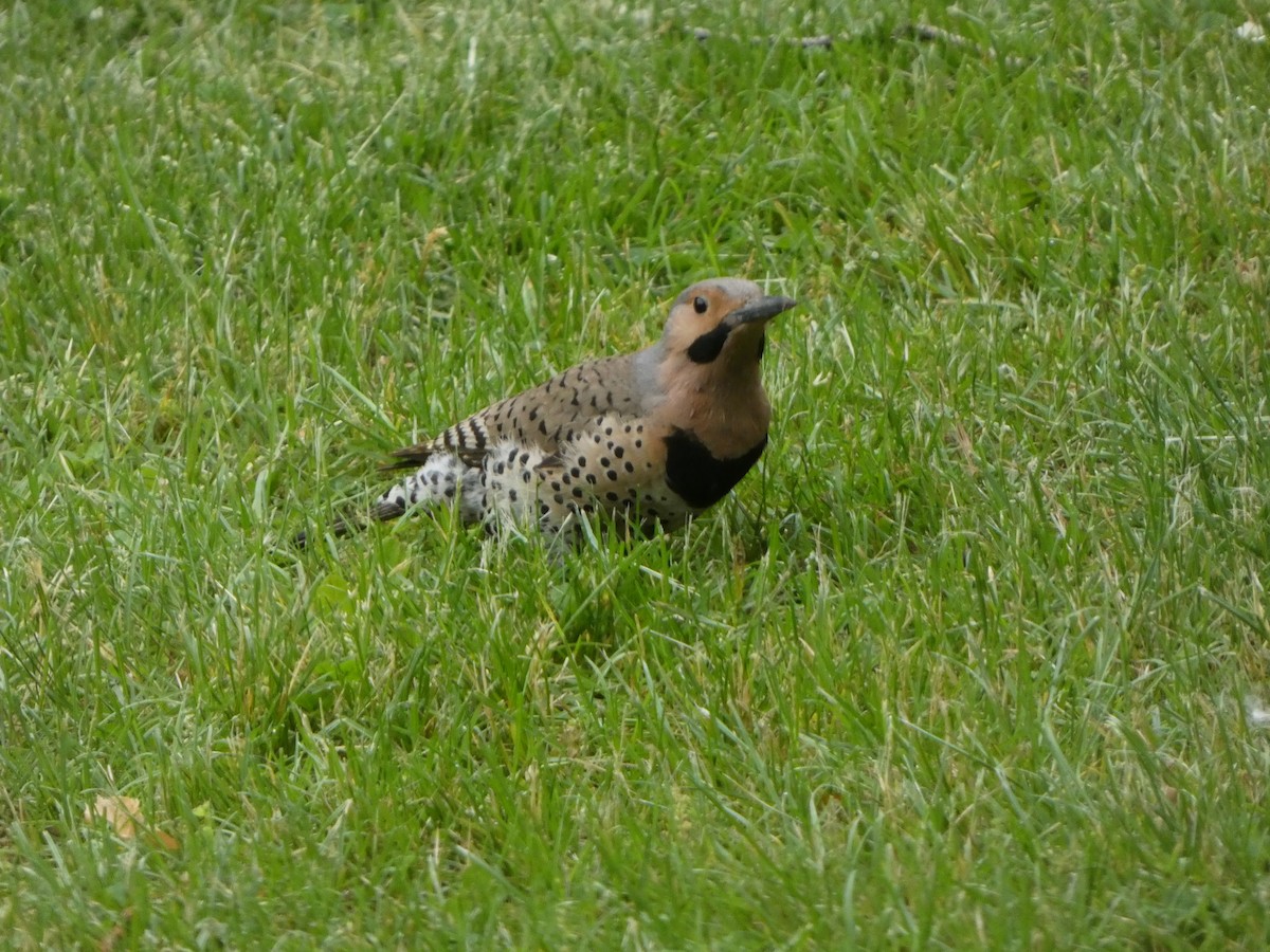 Northern Flicker - Justin Reed