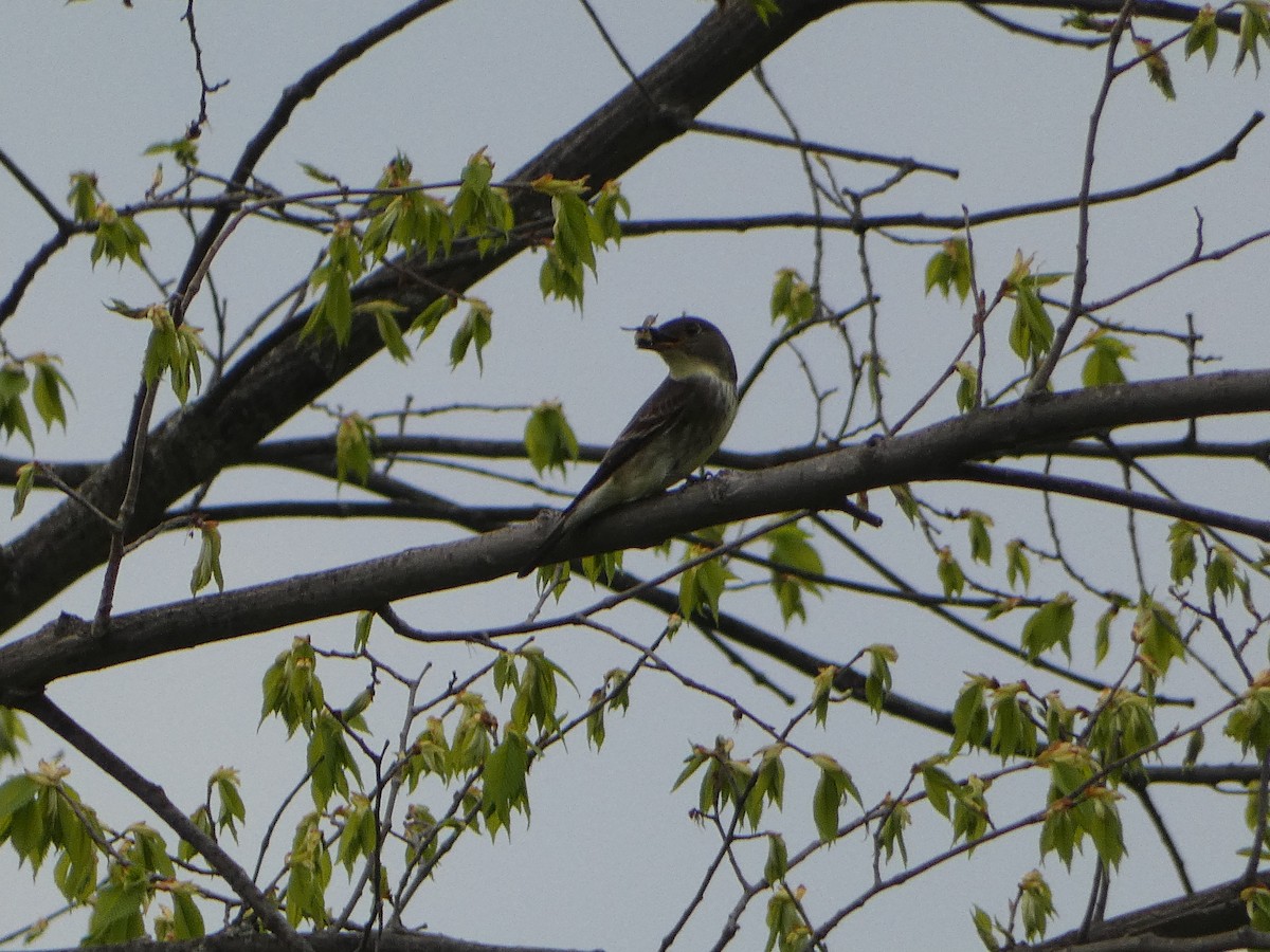 Olive-sided Flycatcher - Marieta Manolova