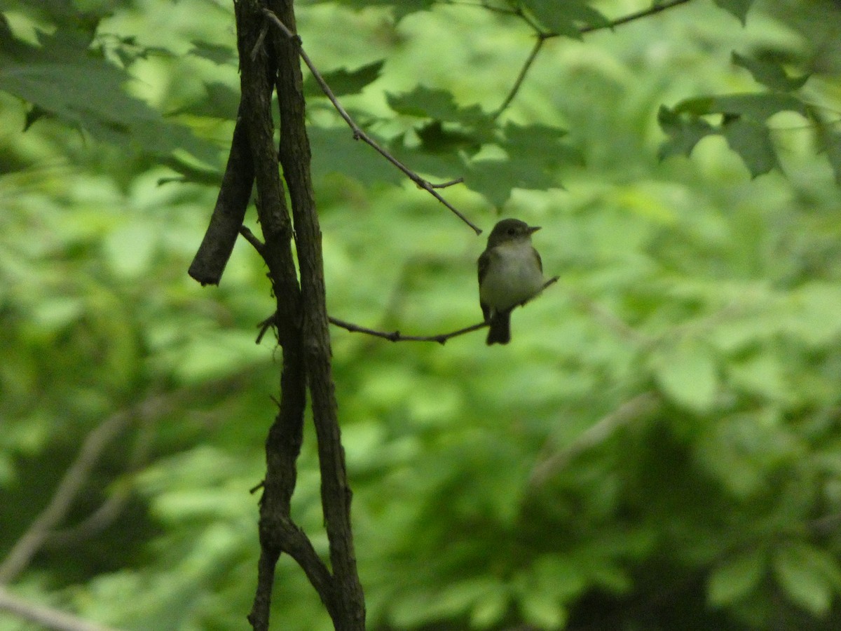 Acadian Flycatcher - Justin Reed