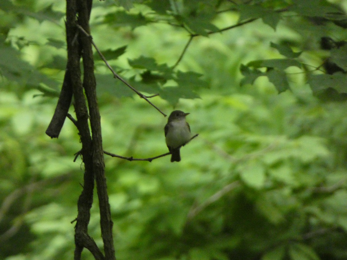 Acadian Flycatcher - Justin Reed