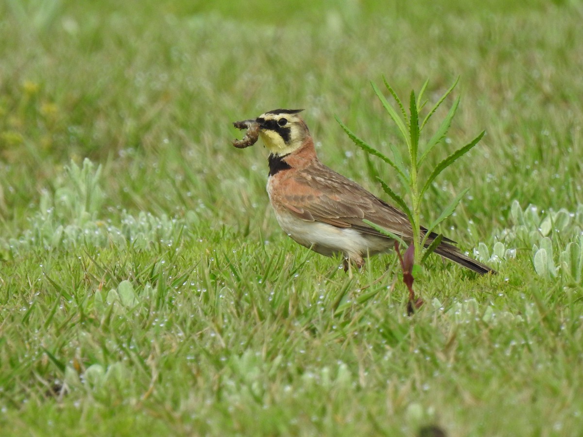 Horned Lark - ML619410506