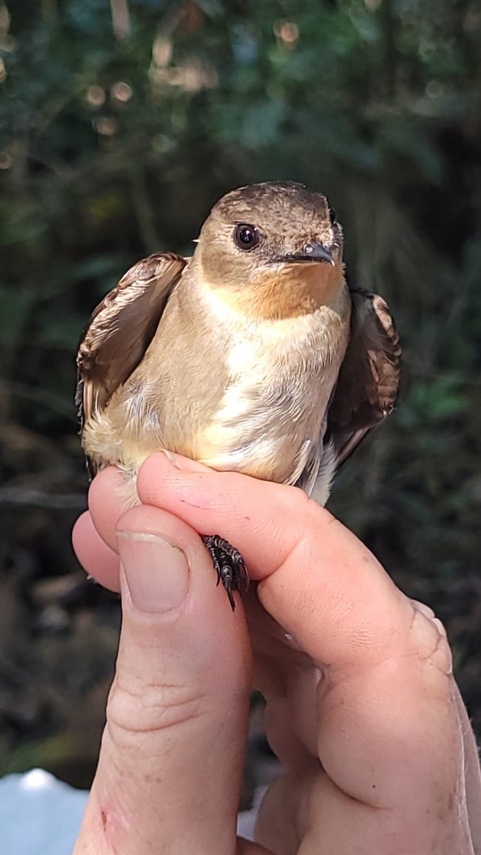 swallow sp. - Andrea Moyano Rostworowski