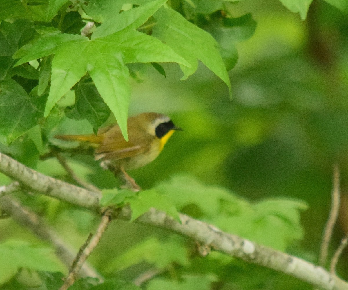 Common Yellowthroat - Adeline Louie