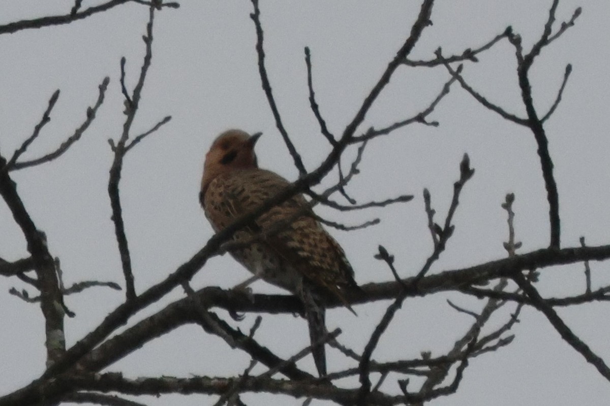 Northern Flicker - Joseph Mittura