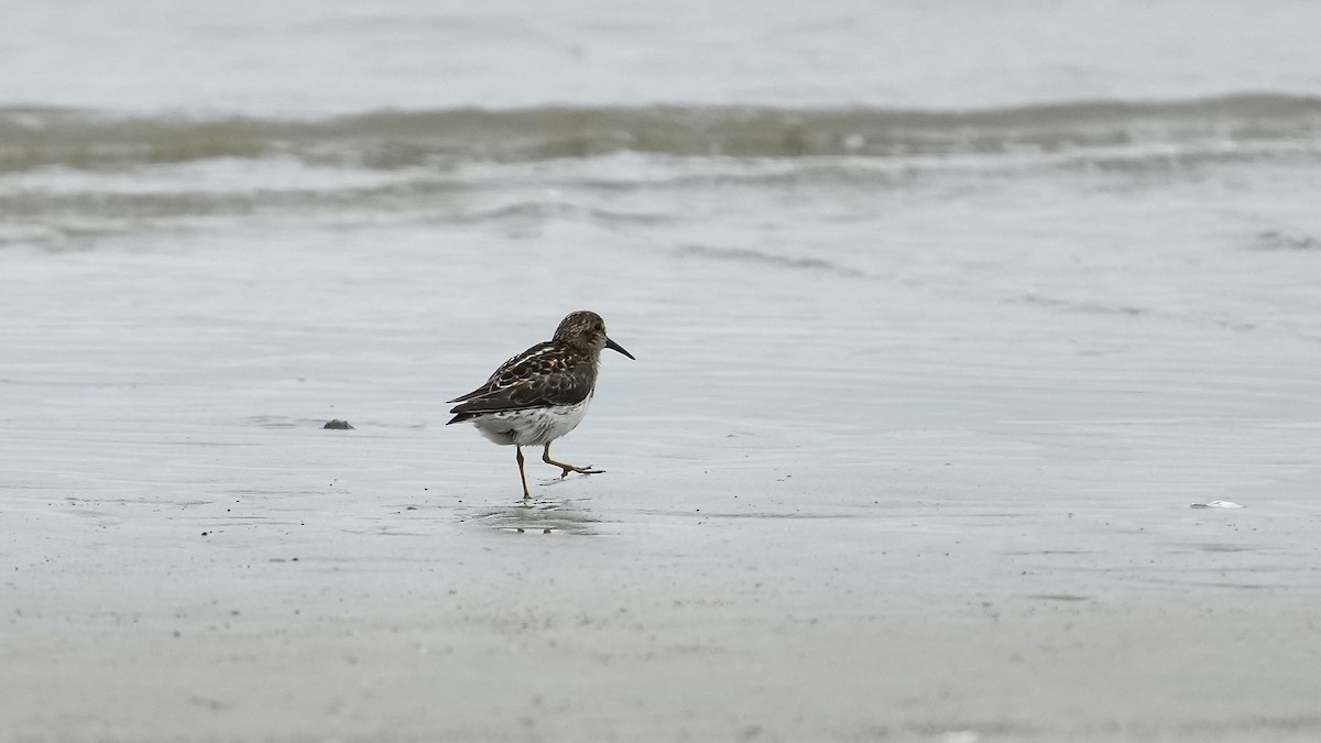 Least Sandpiper - Sunil Thirkannad