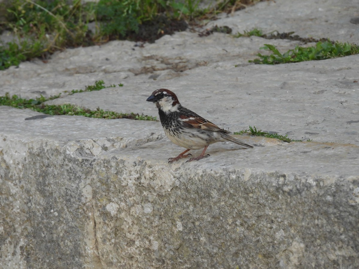Spanish Sparrow - Oier Frias